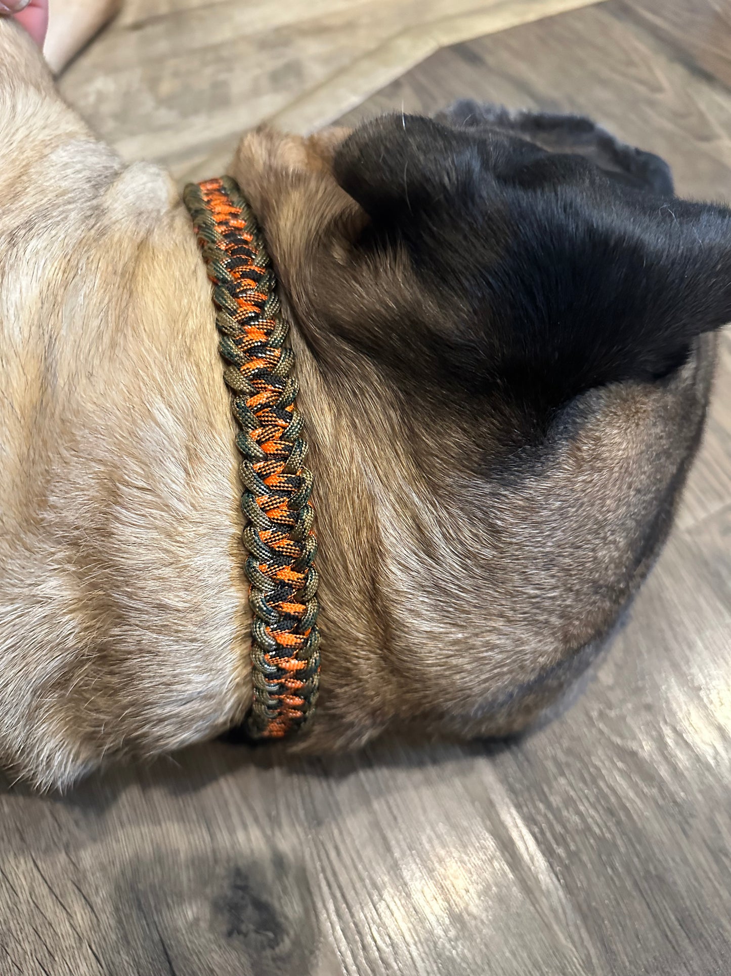 Large Breed Dog Collar