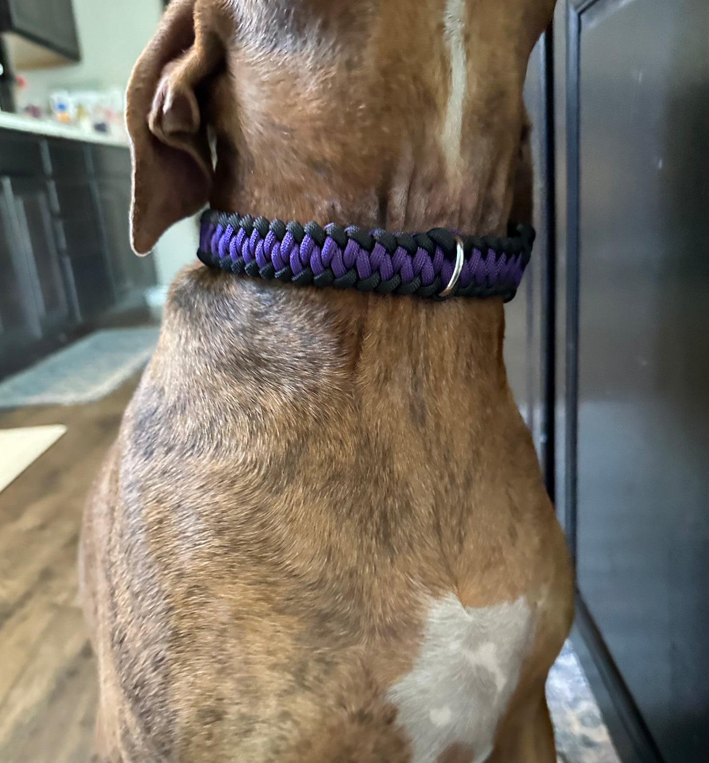 Non Adjustable Dog Collars