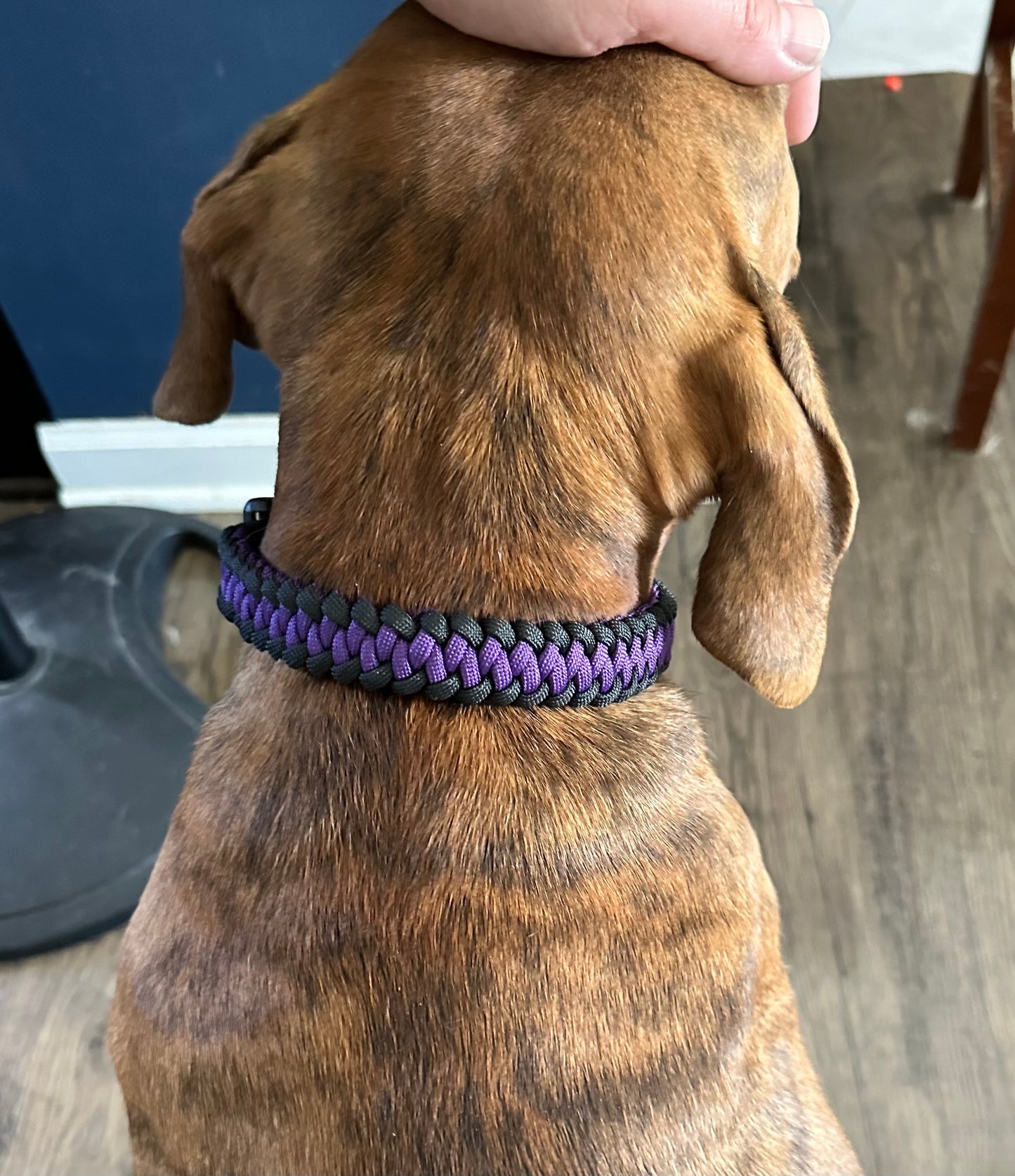 Non Adjustable Dog Collars