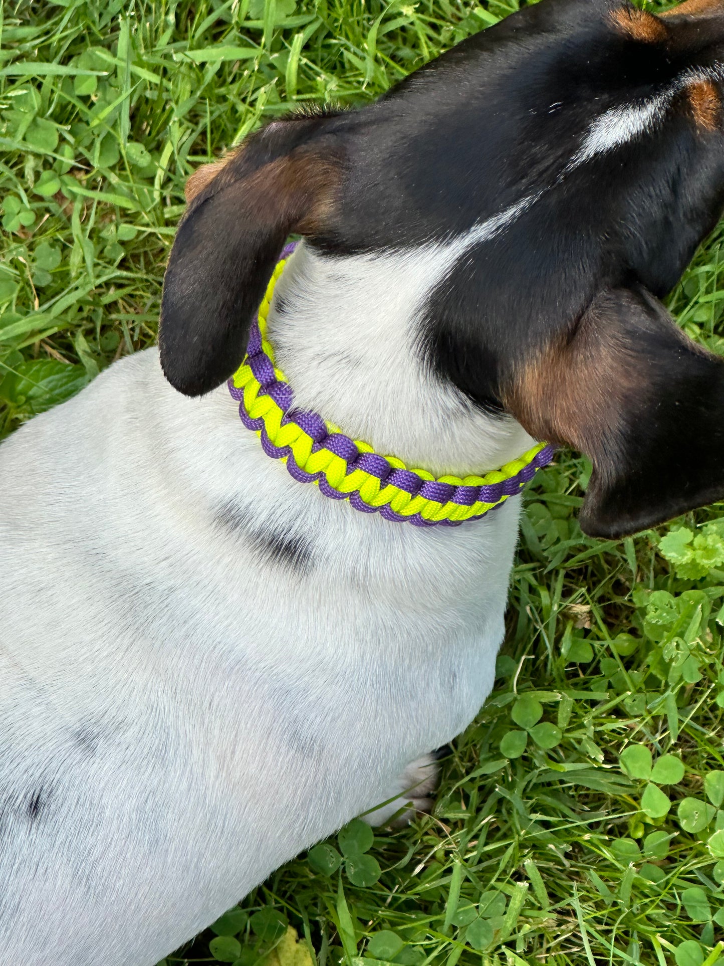 Non Adjustable Dog Collars