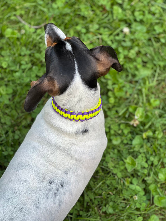 Non Adjustable Dog Collars